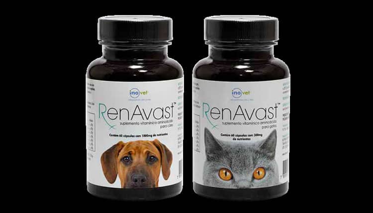A importância da suplementação na saúde cognitiva de cães envelhecidos