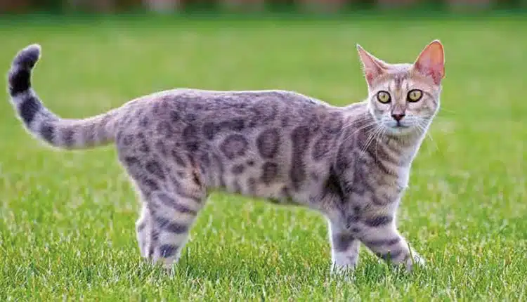 Gato Bengal - Um minileopardo para conhecer