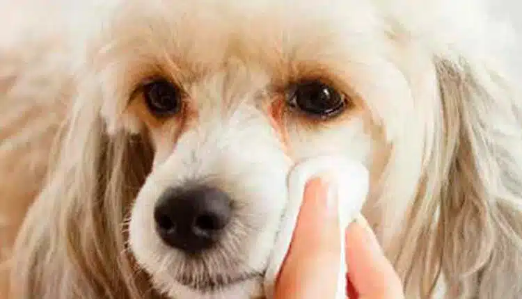 Doenças oculares em pets: como prevenir?