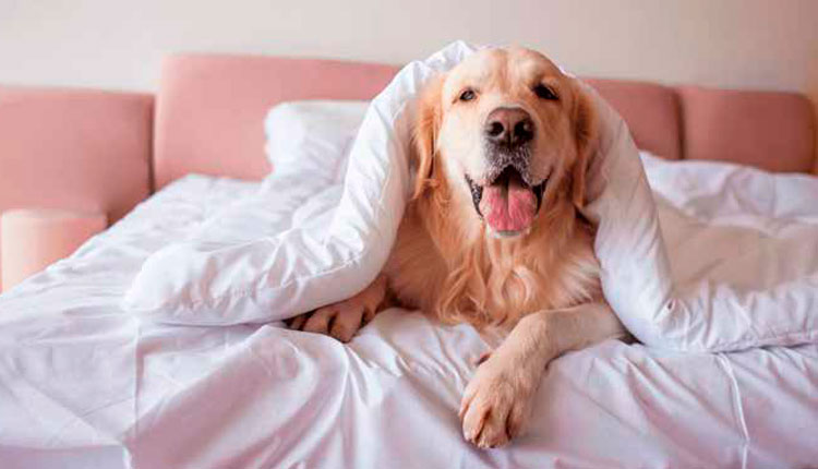 Férias: A importância do check-up para animais em espaços compartilhados
