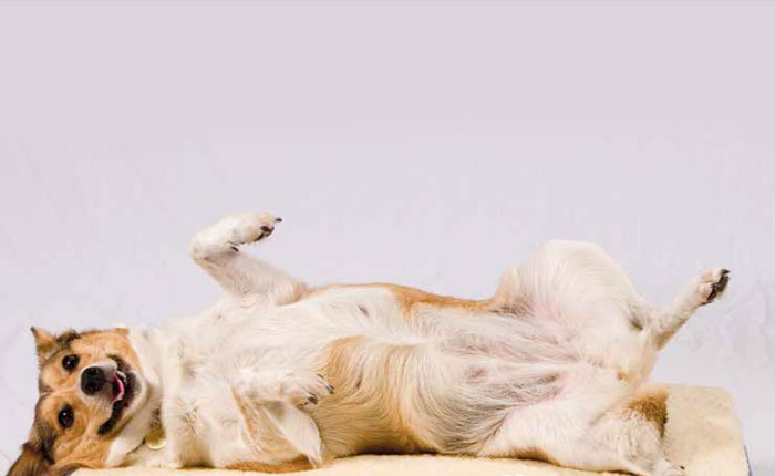 A castração e sua importância na vida do pet