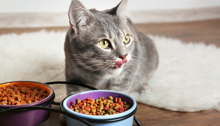 Alimentação natural avança com ingredientes voltados ao equilíbrio intestinal de cães