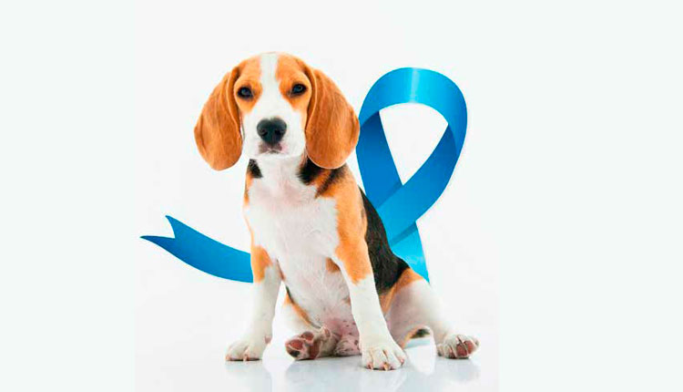 Novembro Azul Pet: O papel da obesidade na saúde dos machos