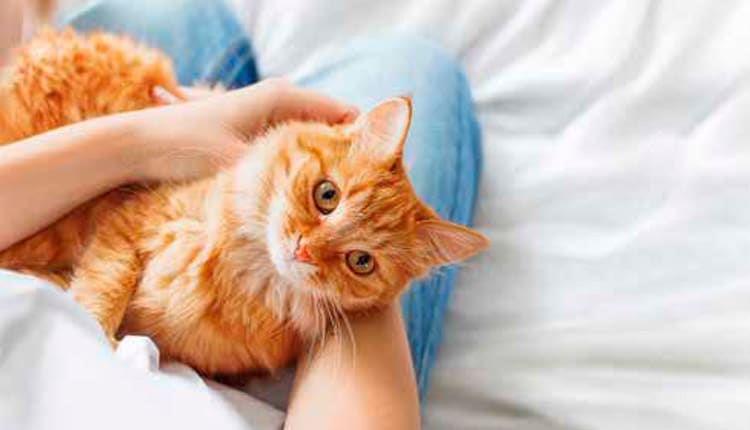 As mudanças de rotina e os cuidados com os felinos