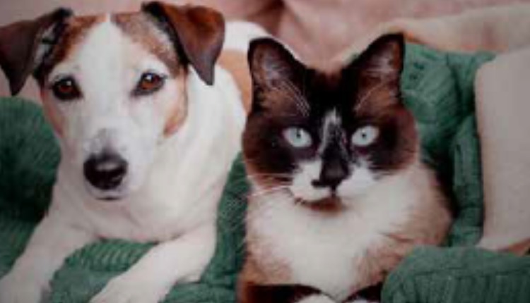 Inverno e imunidade: A IMPORTÂNCIA DA SAÚDE INTESTINAL PARA CÃES E GATOS