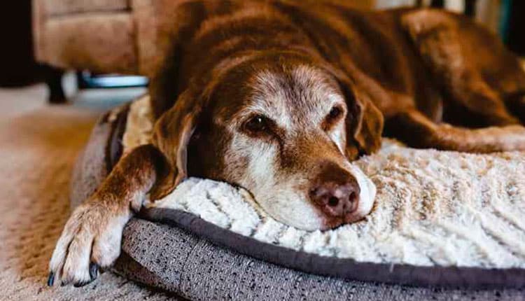 Cães Idosos: Benefícios da suplementação para uma vida saudável