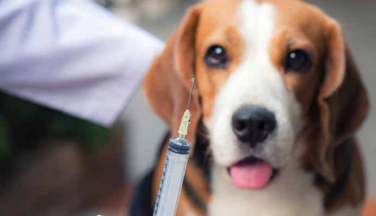 Distúrbios eletrolíticos em pequenos animais