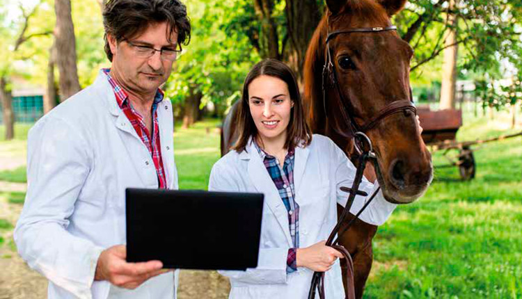 Com repertório diverso, médico veterinário pode atuar em pelo menos 80 áreas diferentes
