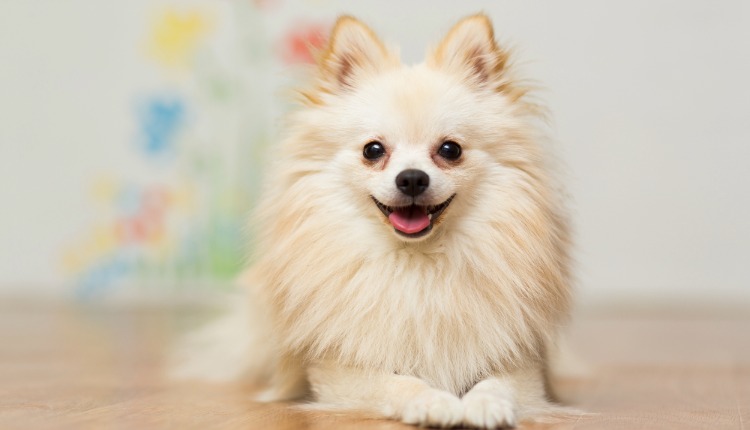 Spitz Alemão (Lulu da Pomerânia):Pequeno no tamanho, gigante na personalidade