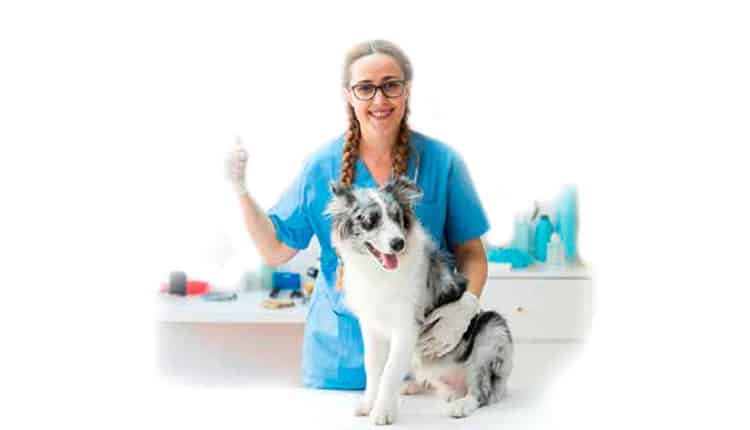Marketing para clínica veterinária