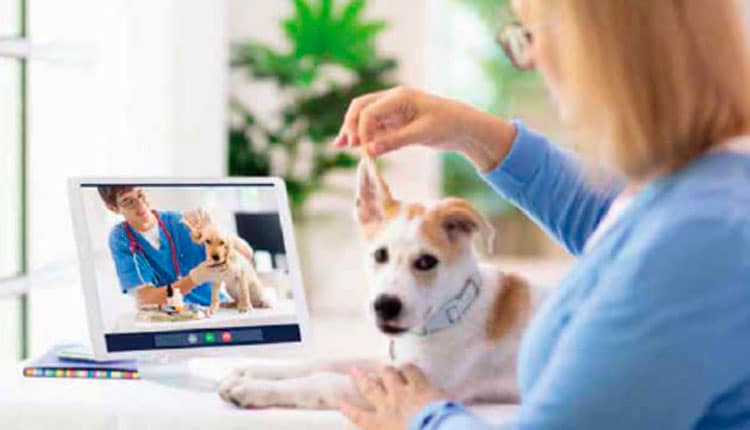 Veterinários utilizam as redes sociais para se comunicar com clientes