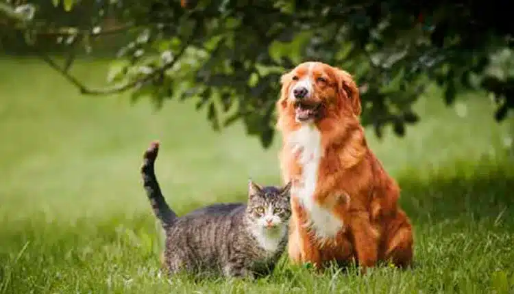 Cuidados Essenciais para Garantir a Segurança e o Bem-Estar dos Pets