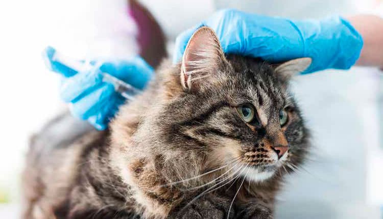 Gatos também precisam ser vacinados!