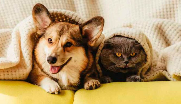 Mercado pet se aquece durante o outono-inverno