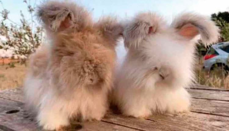 Coelhos ganha espaço dentro do mercado Pet