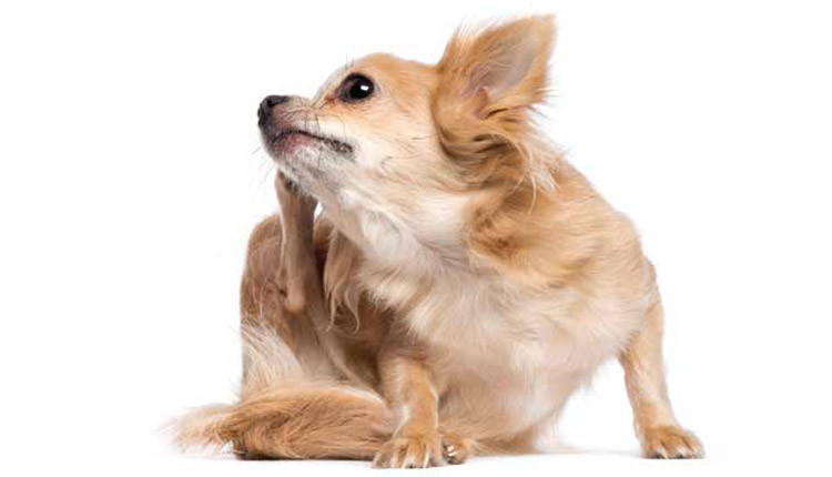 Doenças de pele em pets