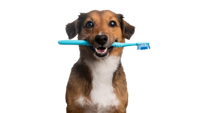 Falta de cuidado com a higiene bucal afeta mais de 80% dos pets e pode causar doenças no coração, rins e fígado, alerta veterinária