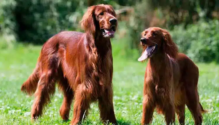 Setter Irlândes - Exuberância e cordialidade