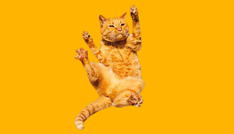 MARÇO AMARELO - Doenças renais são as mais comuns em gatos