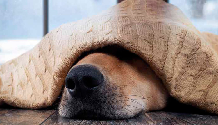 O Inverno e os pets em tempos de pandemia