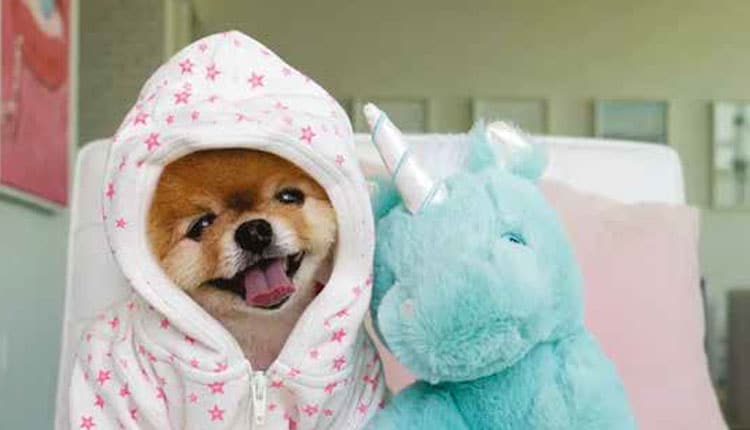Quedas repentinas de temperatura podem afetar articulações dos pets