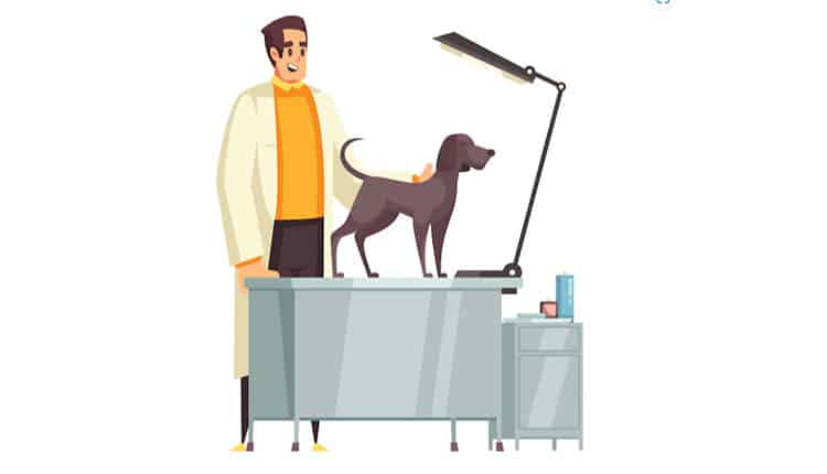 Estratégias de marketing para clínica veterinária e pet shops