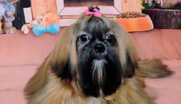 Shih-tzu: O leão imoerial que virou o queridinho dos lares urbanos