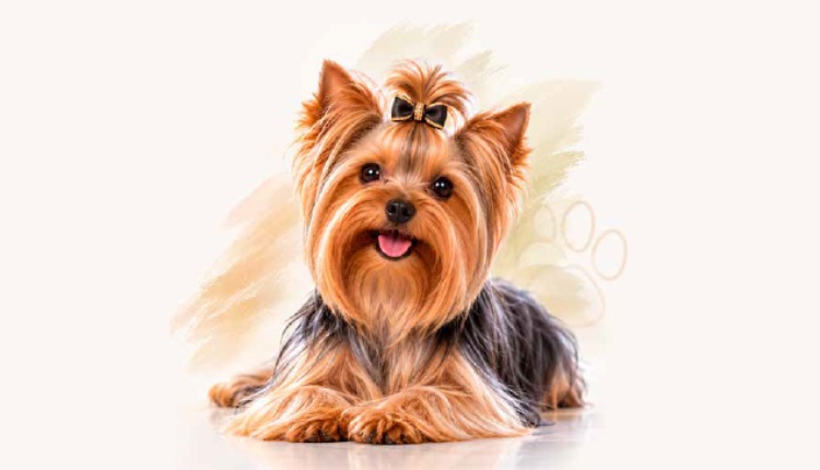 Yorkshire Terrier: O pequeno gigante que conquistou o coração dos tutores brasileiros