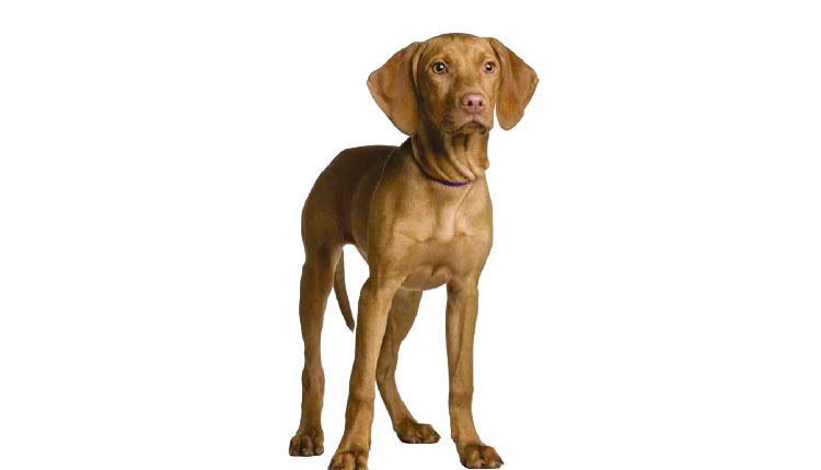 Vizla Húngaro